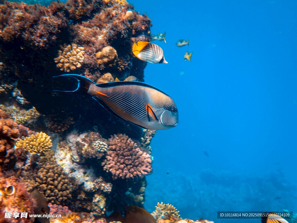 海底珊瑚