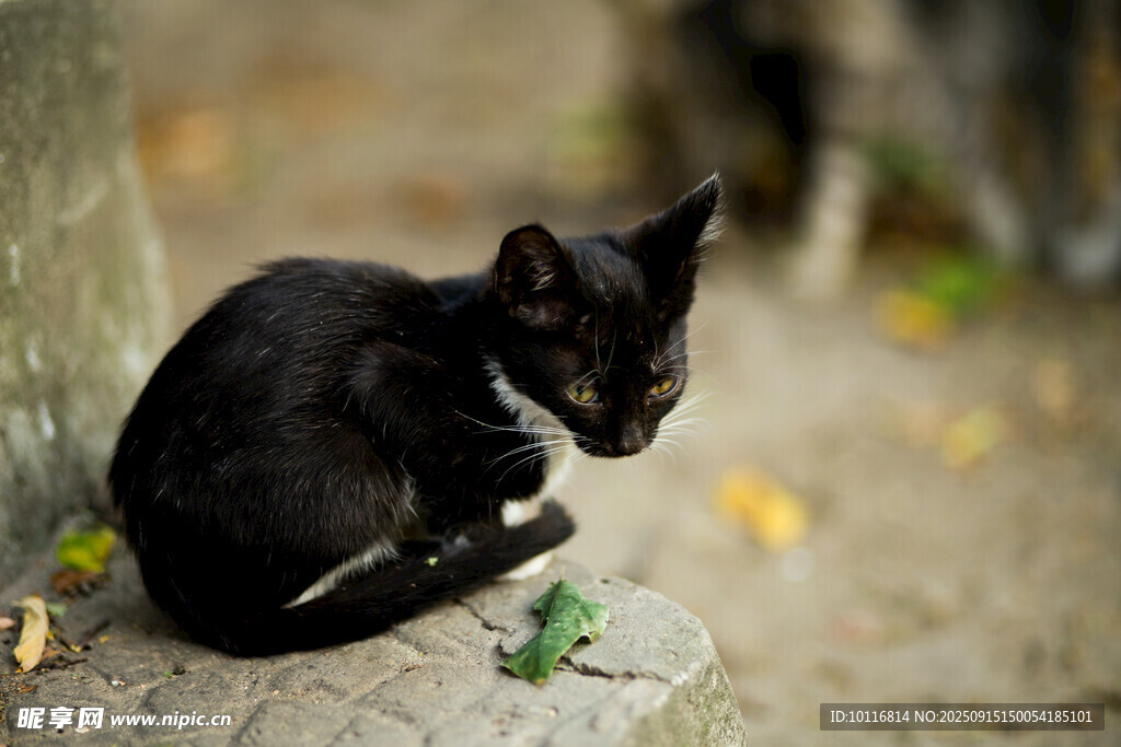 小黑猫