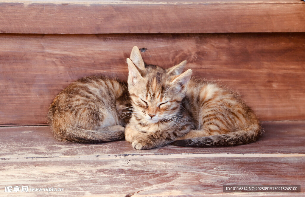 小猫