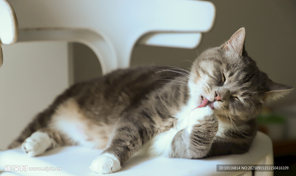 猫咪