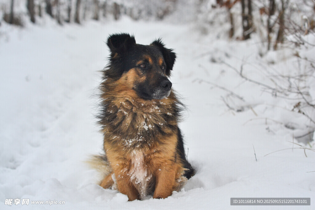 长毛犬