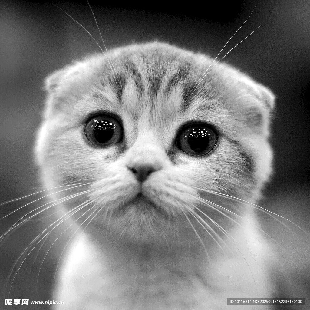折耳猫