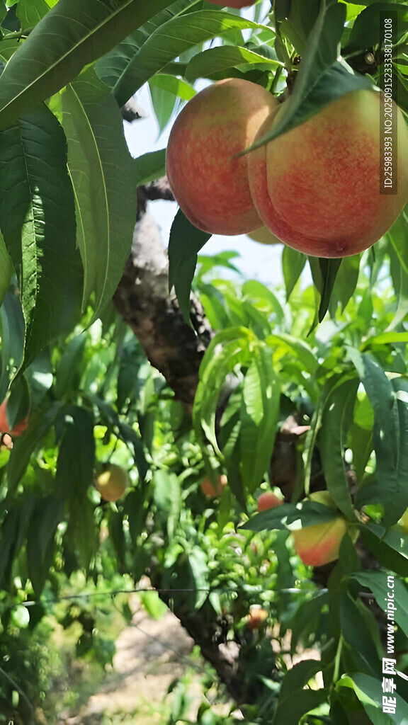 水蜜桃栽培
