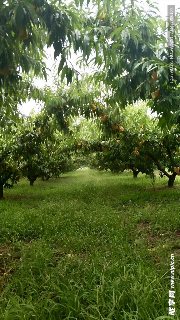 果园