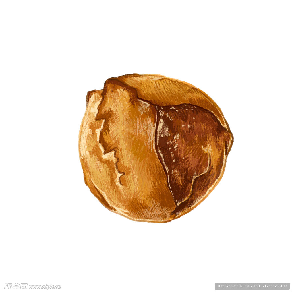 一颗剥开的美味棕色榛子