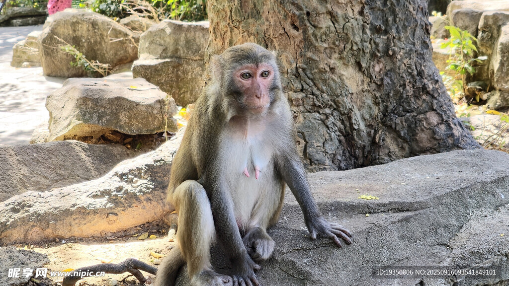 海南南湾猴岛猴子