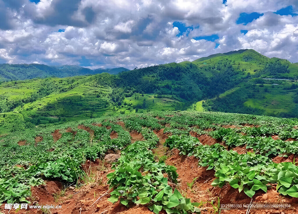 红薯栽培