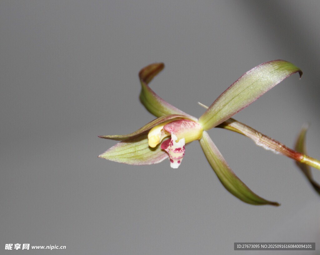 单株雅致兰花特写