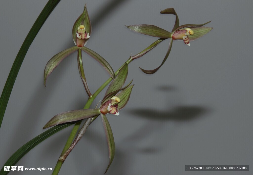 优雅细茎兰花绽放