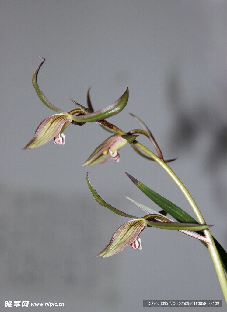 优雅细茎兰花特写