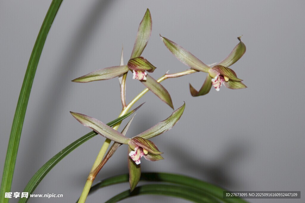 优雅绽放的黄色兰花