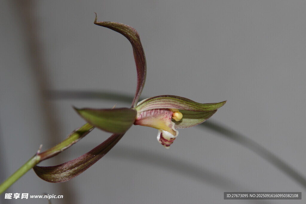 优雅单枝兰花特写