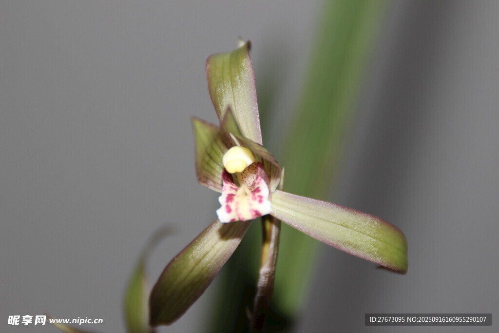 单株雅致兰花特写