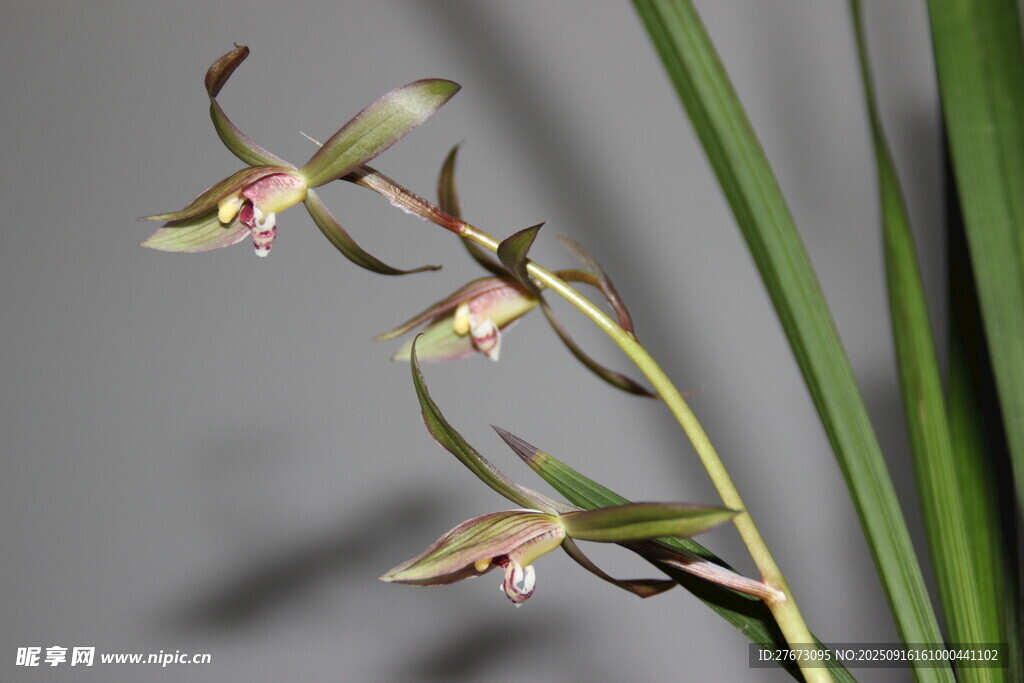 优雅绽放的兰花