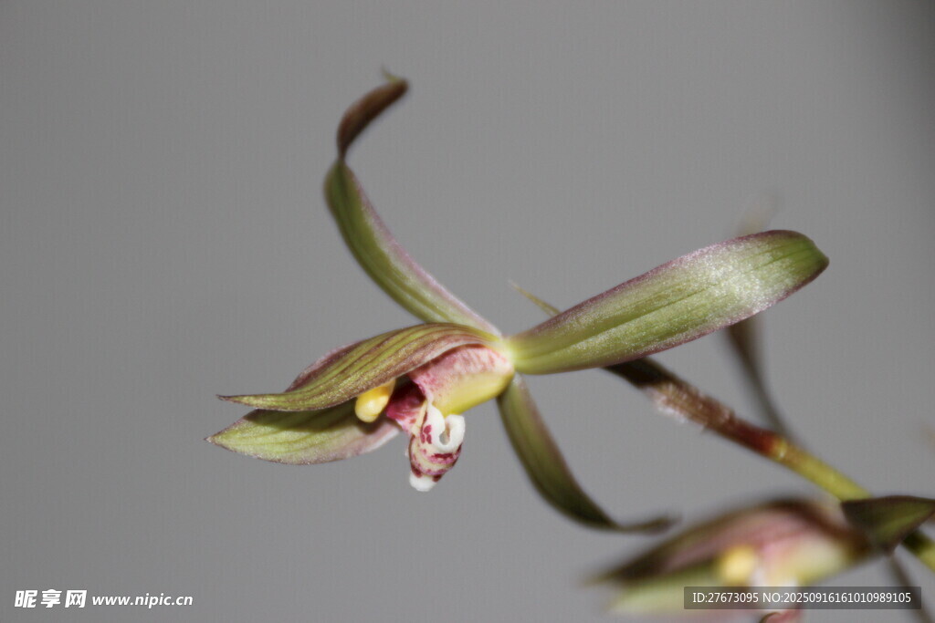 优雅绽放的兰花