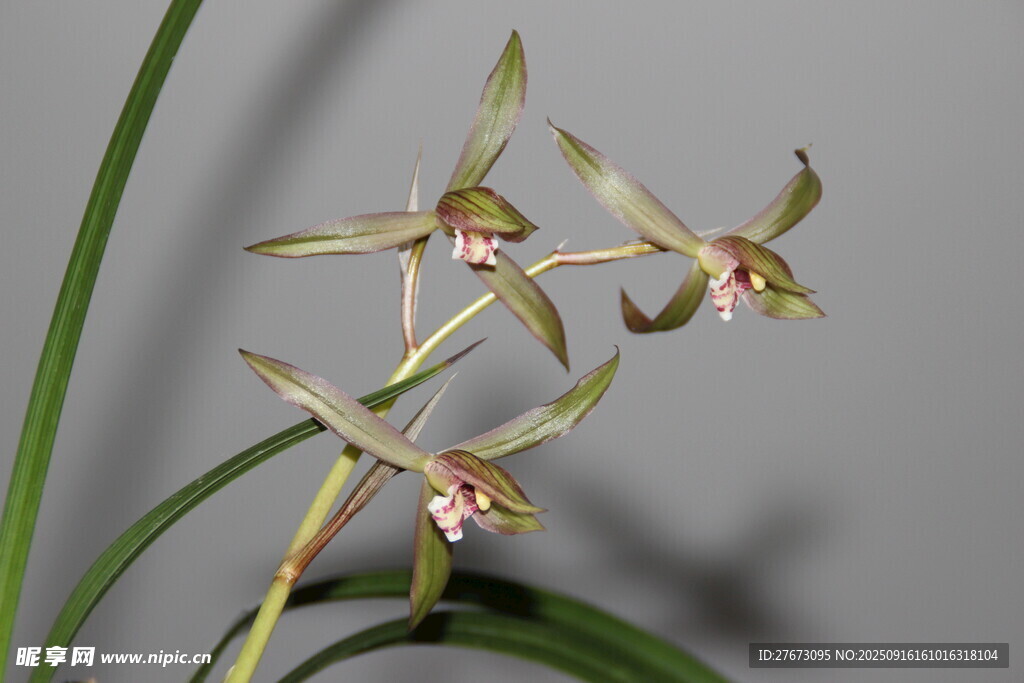 优雅绽放的兰花