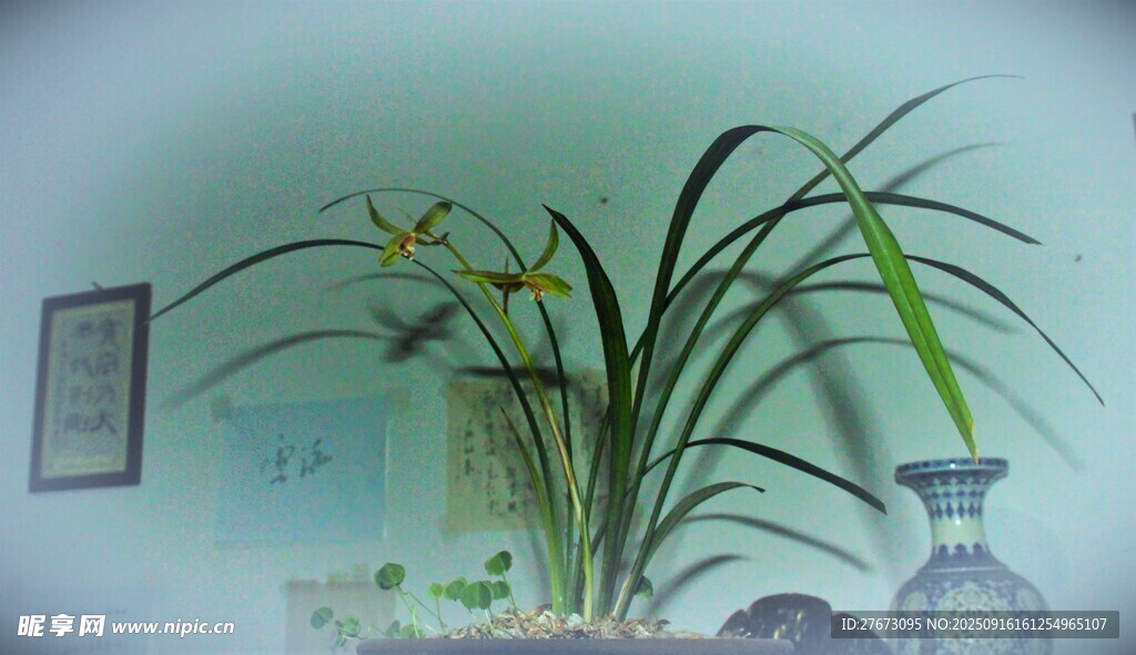 室内优雅绿植兰花盆栽