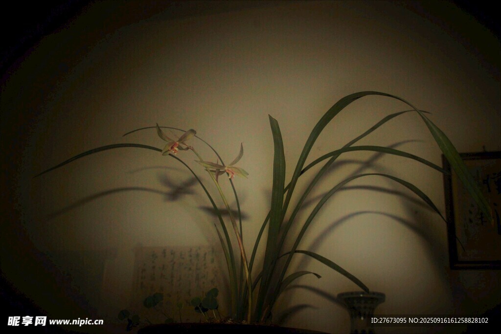 中式室内兰花雅致景致