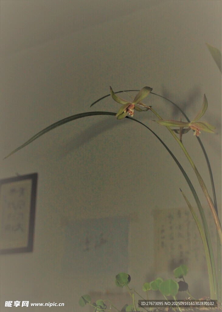 室内优雅绽放的兰花