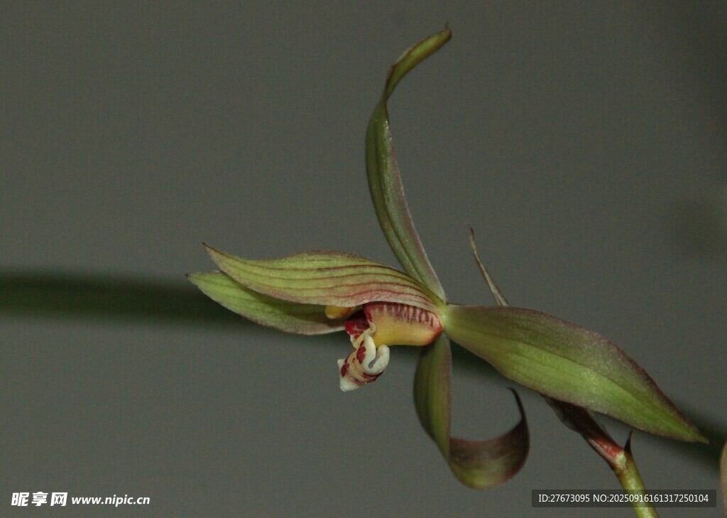 优雅绽放的绿色兰花