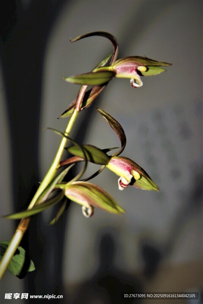 优雅绽放的兰花