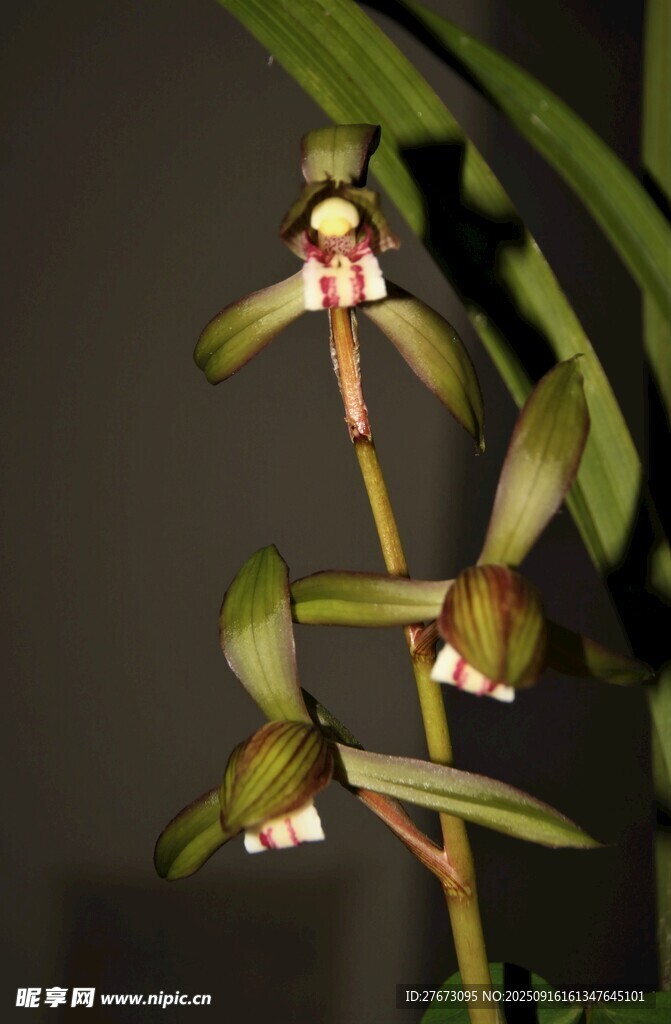 优雅绽放的珍稀兰花