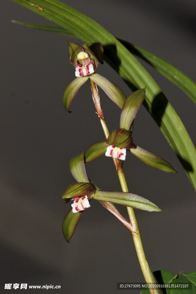 优雅细茎兰花绽放