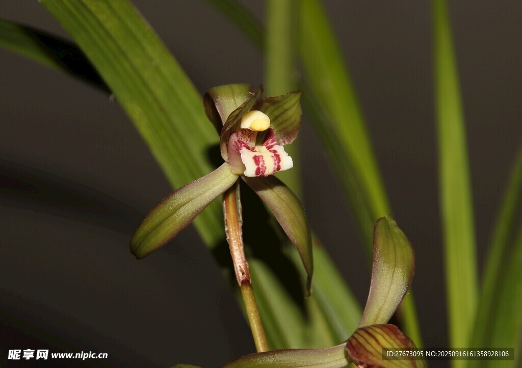 优雅绽放的兰花