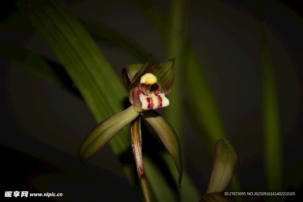 优雅单株兰花特写
