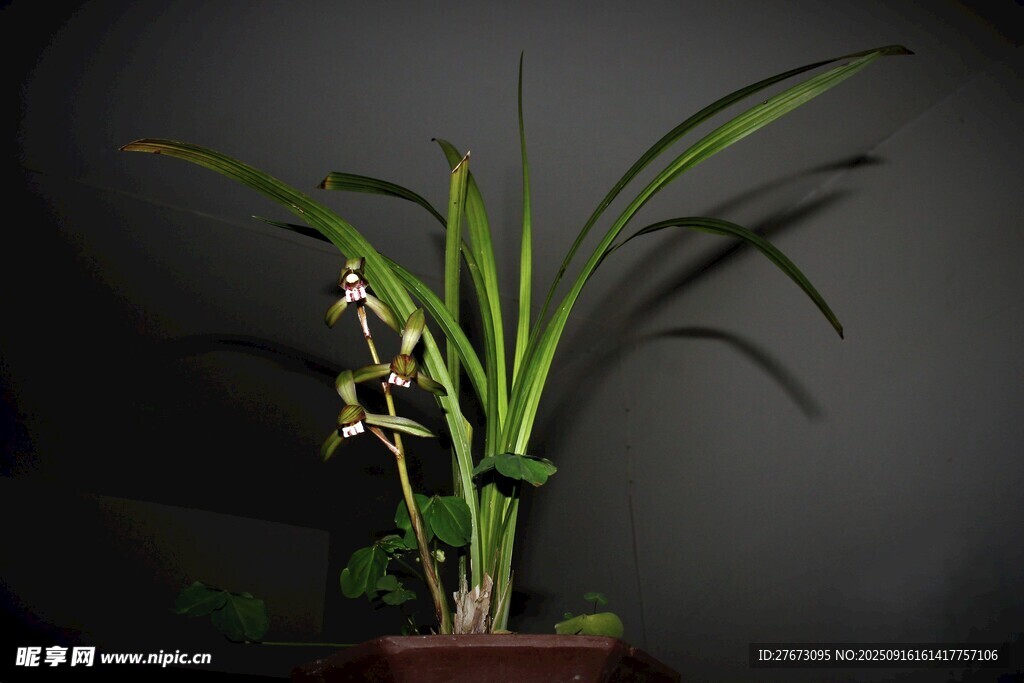 优雅兰花盆栽展示