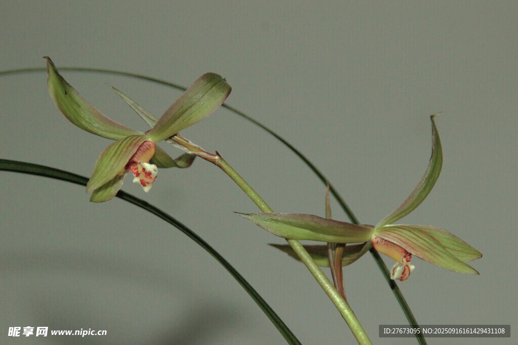 优雅绿色兰花特写