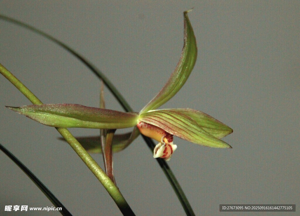 优雅单株兰花特写