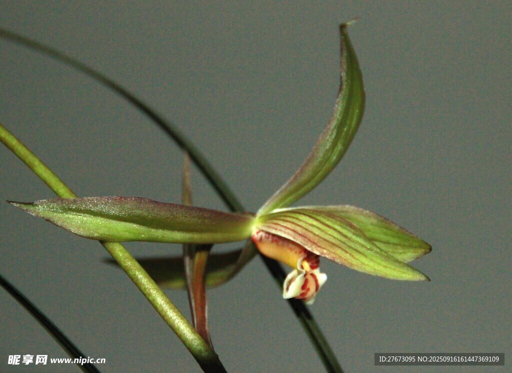 优雅绽放的绿色兰花
