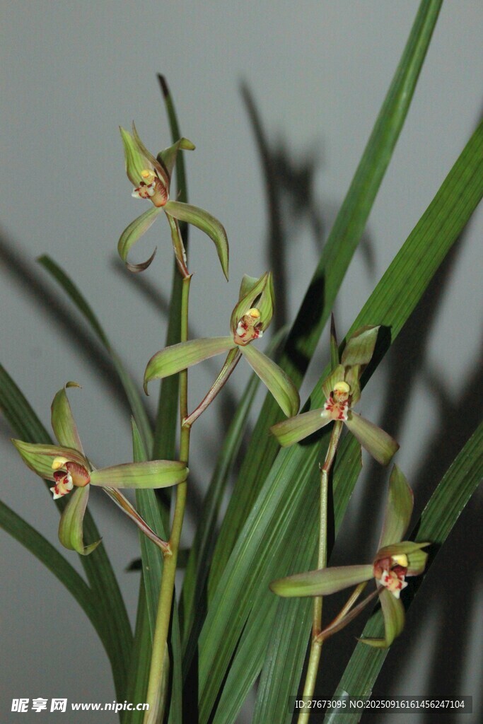 优雅绽放的绿色兰花