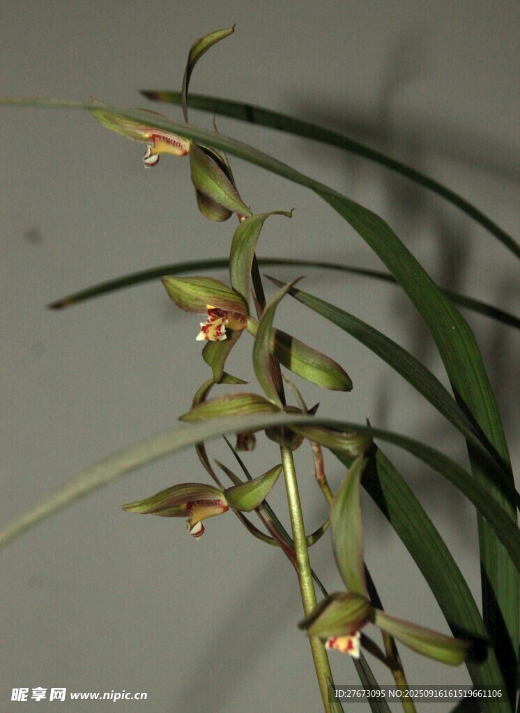 优雅绽放的兰花