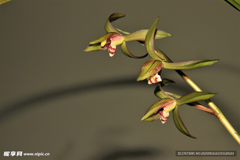 优雅绽放的美丽兰花