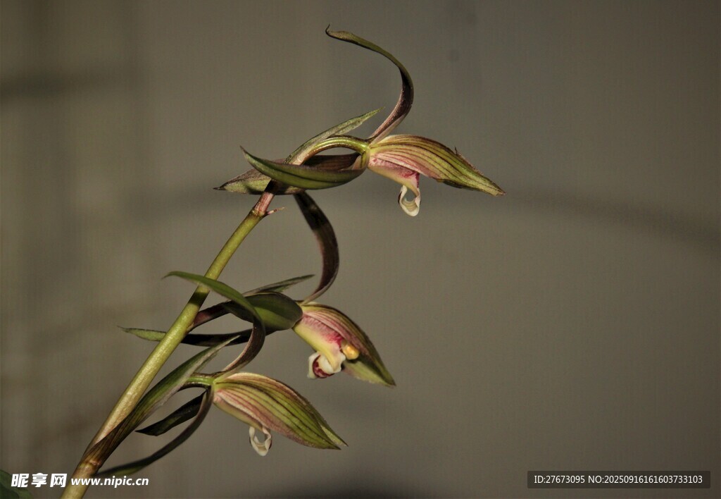 优雅绽放的兰花