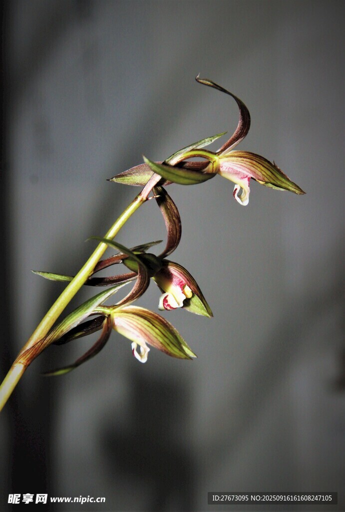 优雅绽放的珍稀兰花