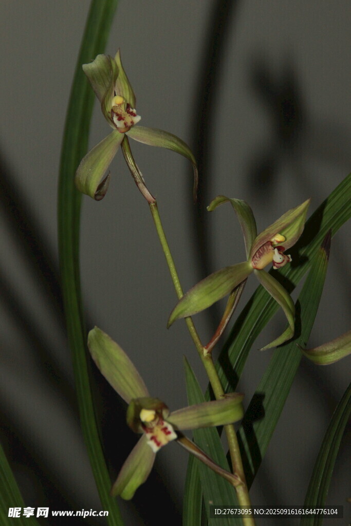 优雅绽放的绿色兰花