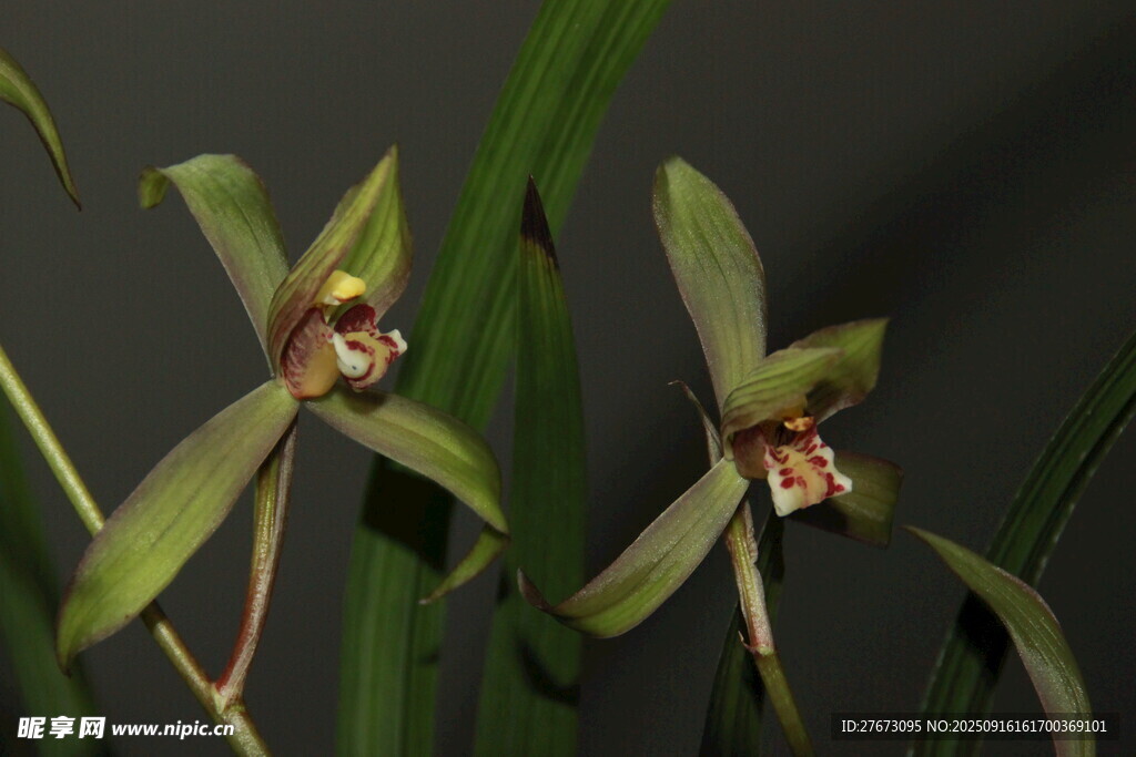 两株优雅的绿色兰花