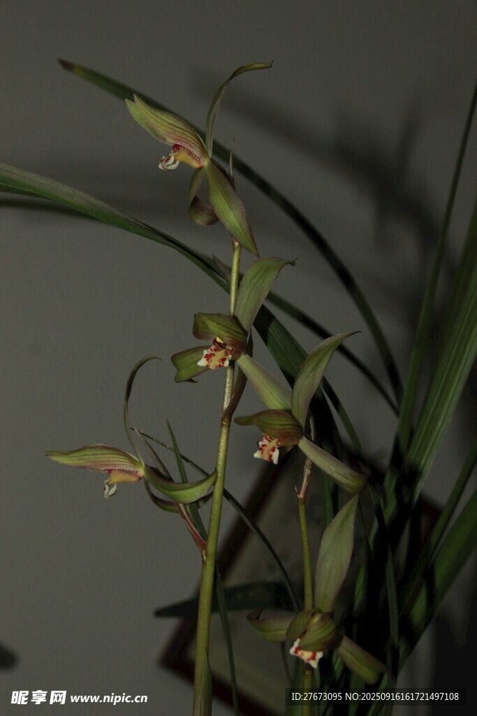 优雅绽放的兰花