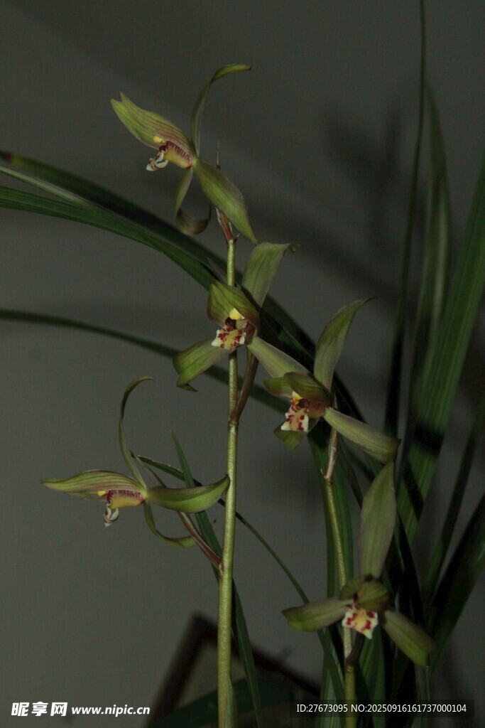 优雅绽放的细长茎兰花