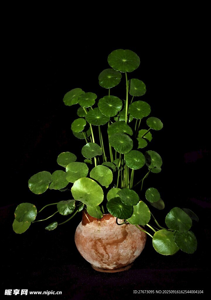 铜钱草盆栽绿意盎然