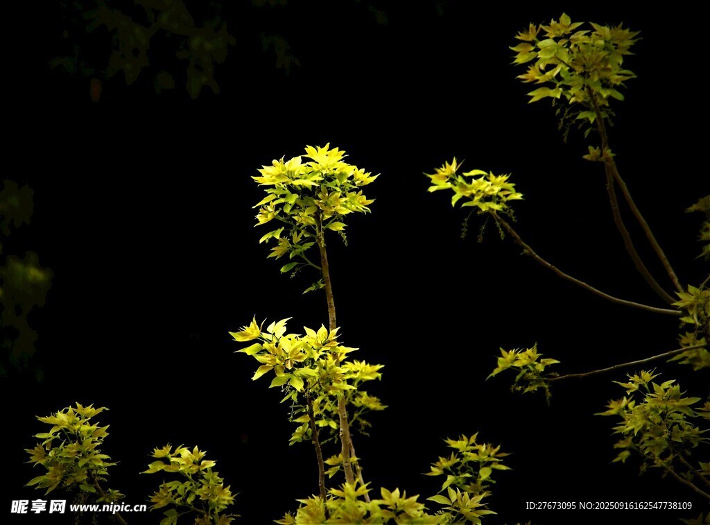 暗背景下的黄色小花绽放