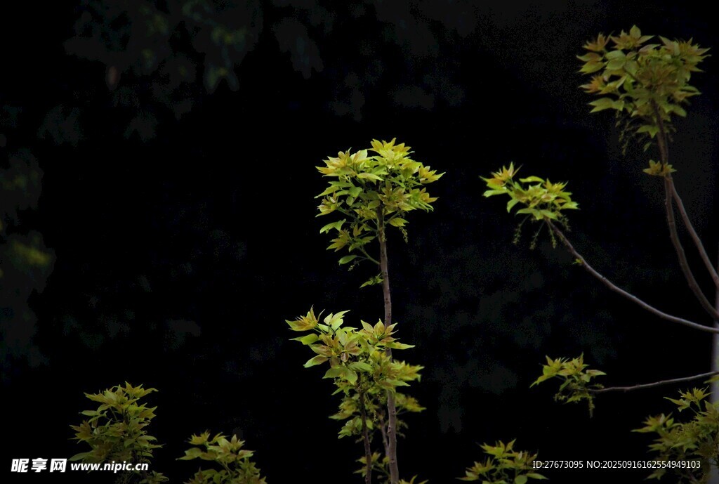 暗夜中的嫩绿新枝