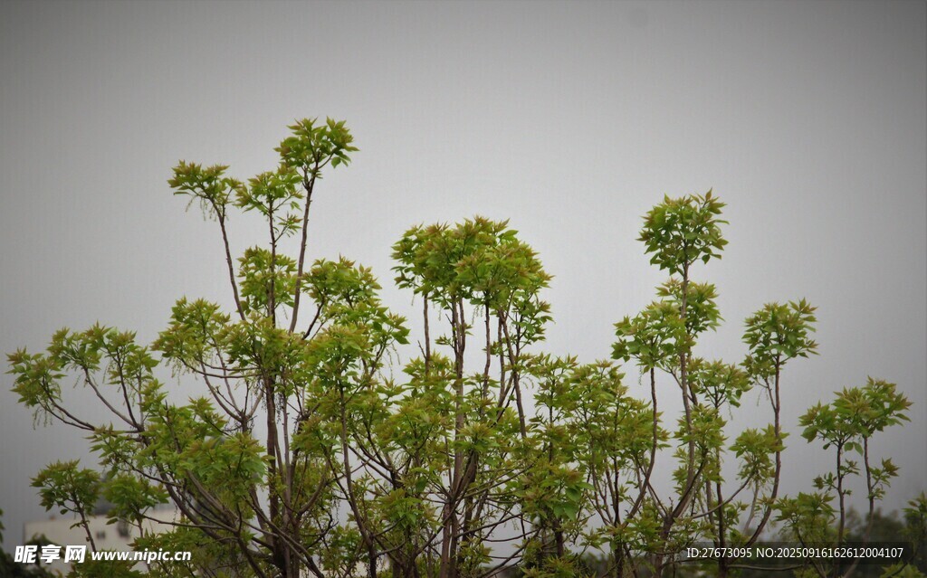 嫩绿植物在灰白背景中