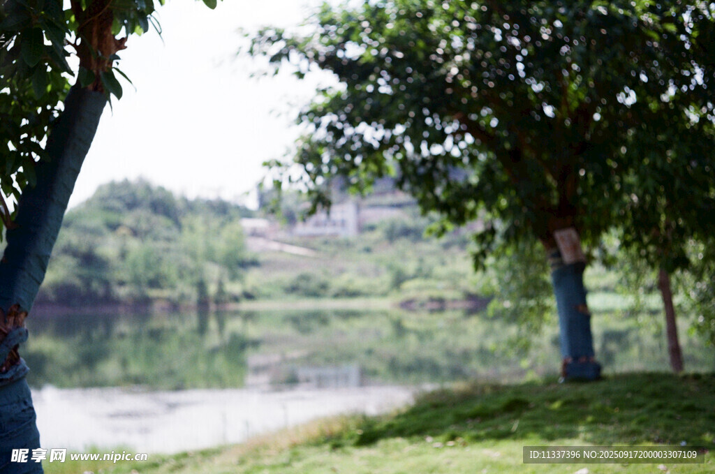 河畔绿树成荫的自然景致