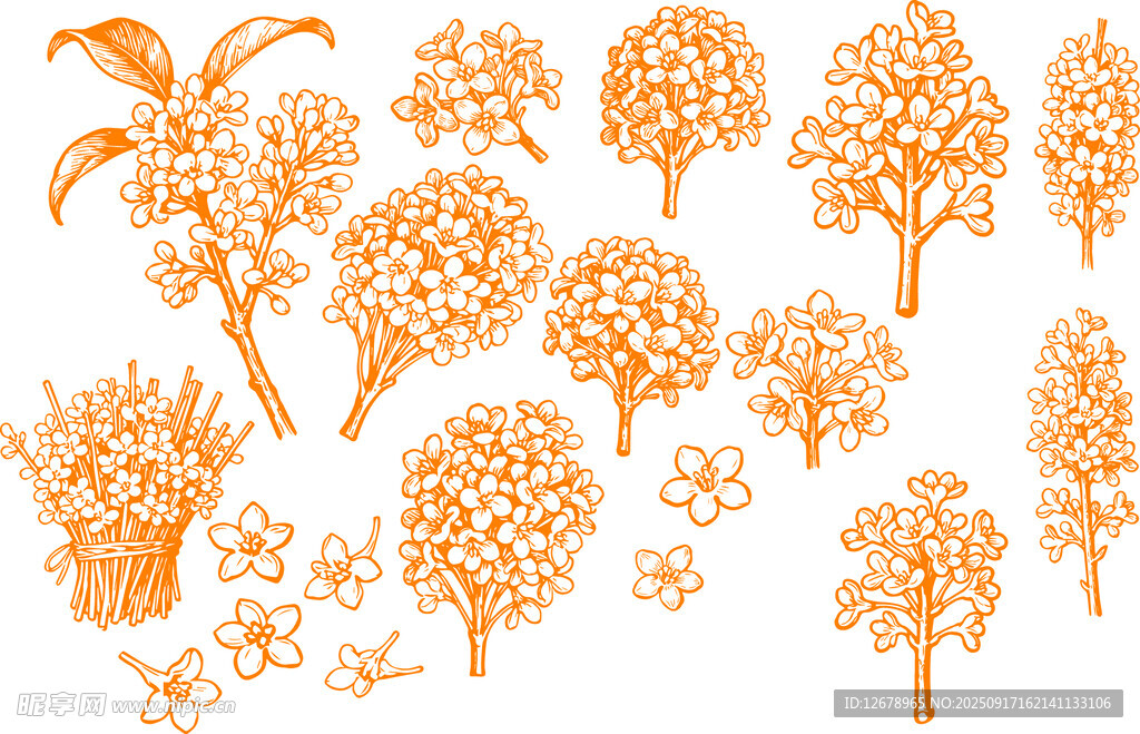 橙色桂花花朵矢量素材