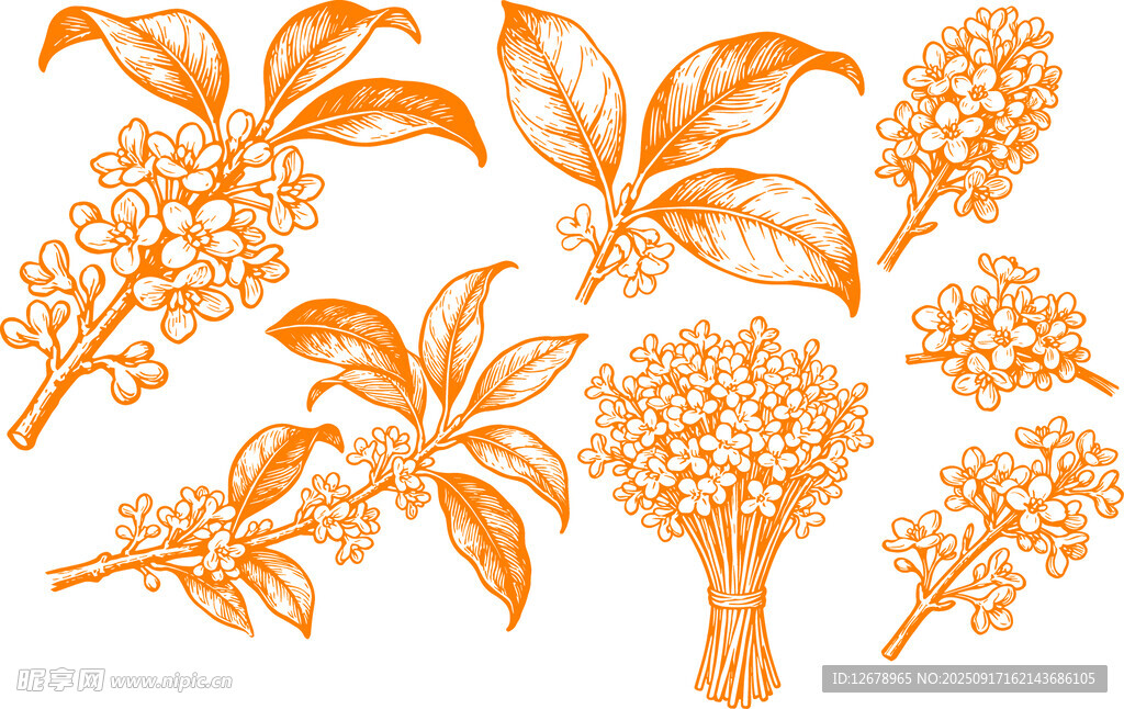 手绘桂花花朵元素集合