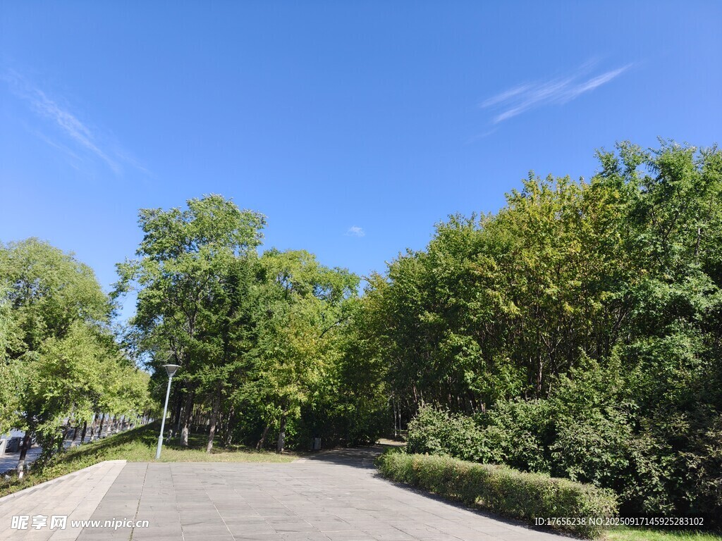 林间静谧小路